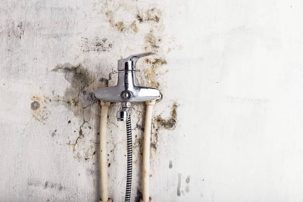 Best Bathroom Mold Remediation in Three Oaks, FL