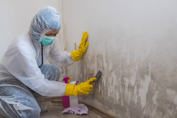 Best Post-Flood Mold Remediation in Three Oaks, FL