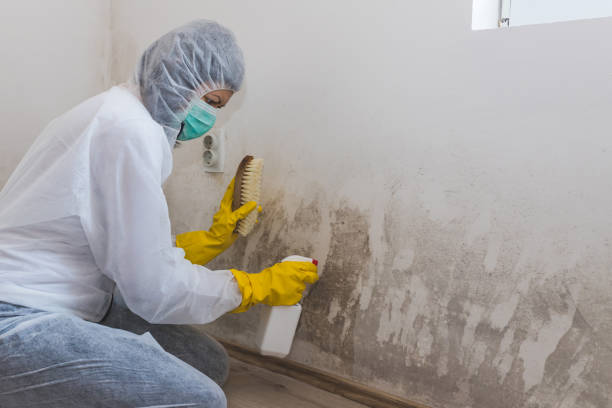 Professional Mold Remediation in Three Oaks, FL
