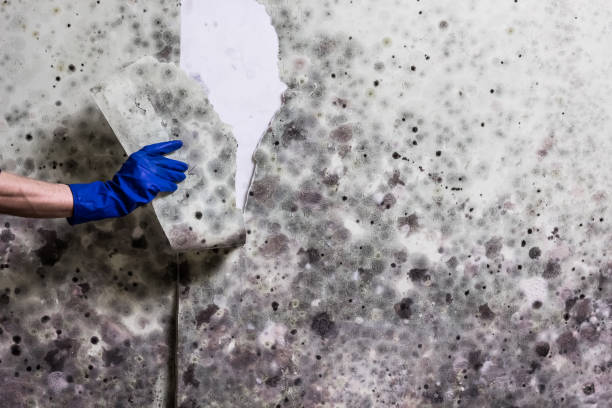 Best DIY Mold Remediation Support Services in Three Oaks, FL